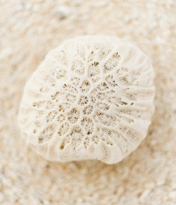 fossilized Coral